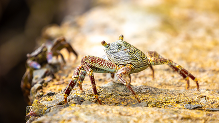 crab_800x533.png