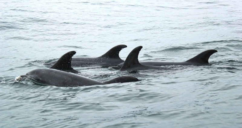 Three dolphins