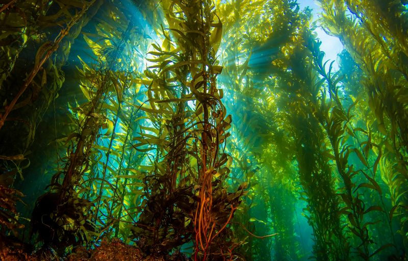Giant seaweed underwater pictured. Seaweed could be a key to carbon capture.