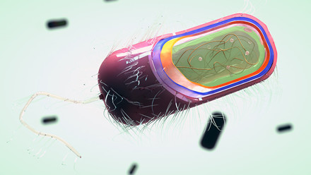 prokaryote cell image for website.jpg