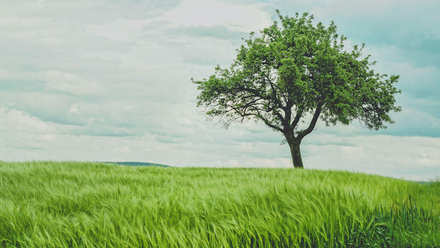 tree_edited.jpg