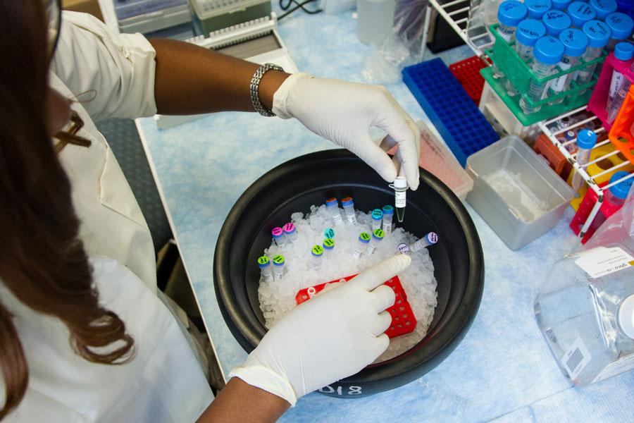 researcher's hands